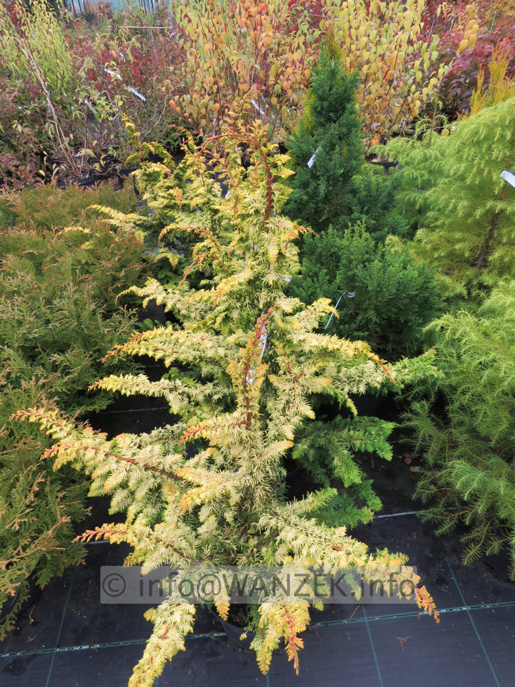 Chamaecyparis obtusa Rashahiba 01.JPG